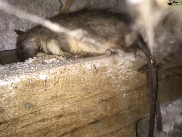 Dead Rat Removal Sunnybank